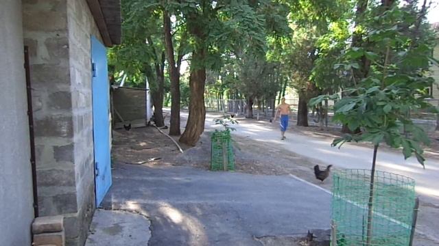 Охота на курицу смотреть онлайн