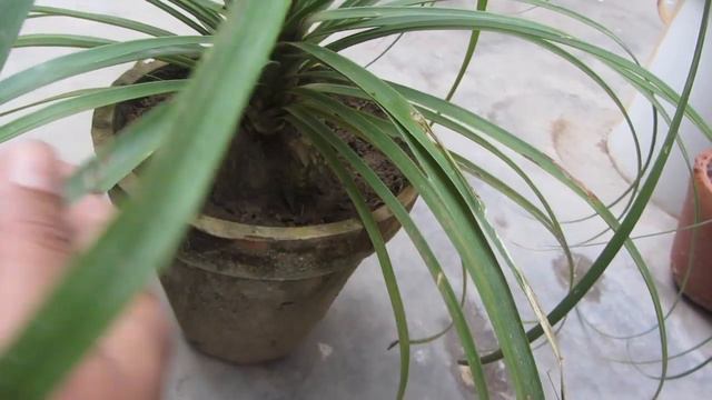 Ponytail Palm Caring Tips | Elephant Foot Palm / Nolina Palm смотреть онлайн