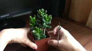 Денежное дерево. Способ обрезки Хоббита. Crassula Hobbit cutting.