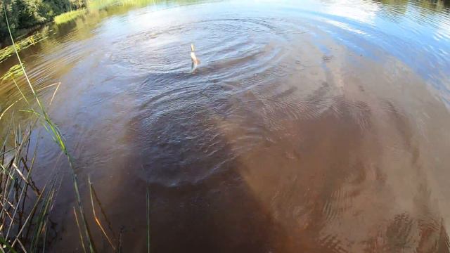 Ловля на быстрой реке на спиннинг. Кренк Pontoon 21 Hypnose 38мм 3.8г.