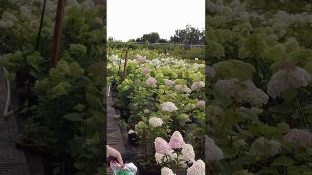 Обзор гортензии из питомника Поиск. Новые сорта метельчатых гортензий с крупными соцветиями. смотреть онлайн