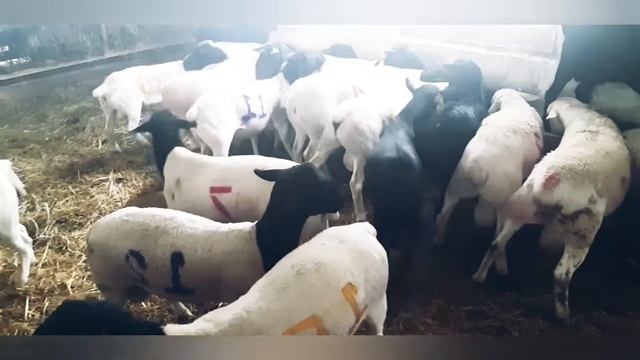 ВСЕ О ФЕРМЕ. Молодняк породы дорпер(Германия)ч.1 смотреть онлайн