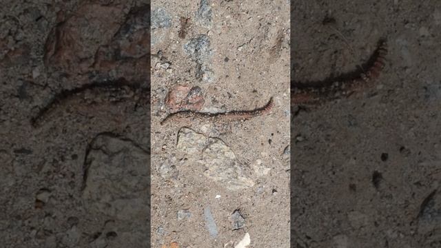 Червяк - потеряшка. Земляной (дождевой) червь. смотреть онлайн