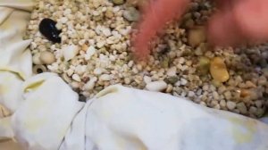 Очистка грунта для аквариума от улиток МеЛаНиЙ  ???✔