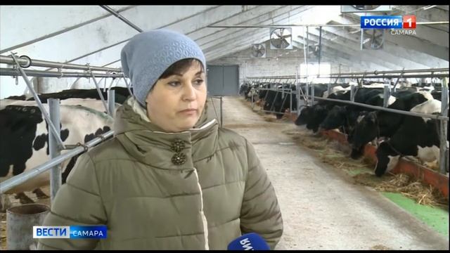 Покровитель предстоящих 12 месяцев по восточному календарю - Белый металлический бык смотреть онлайн