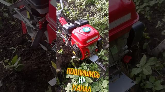 Сорняки как природные сидераты.