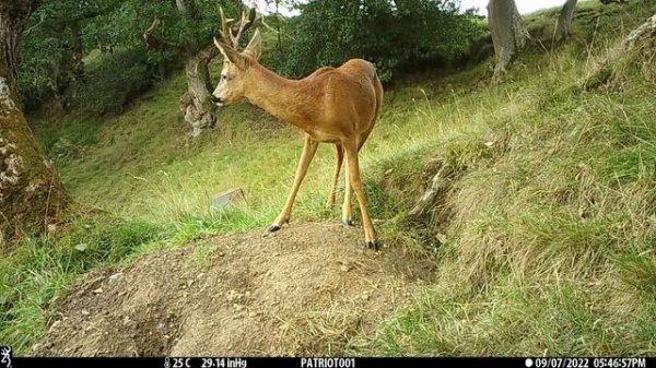 New Forest Explorers Guide - Roe buck again visits the badgers' sett