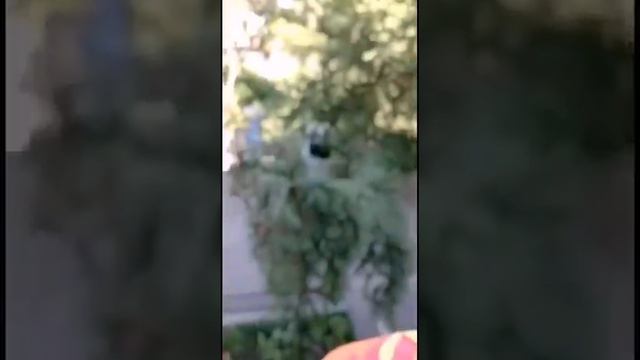 что делает кошка на протижении всего дня 😍 смотреть онлайн