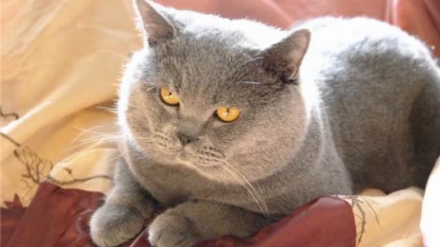 Парад пород -1 смотреть онлайн