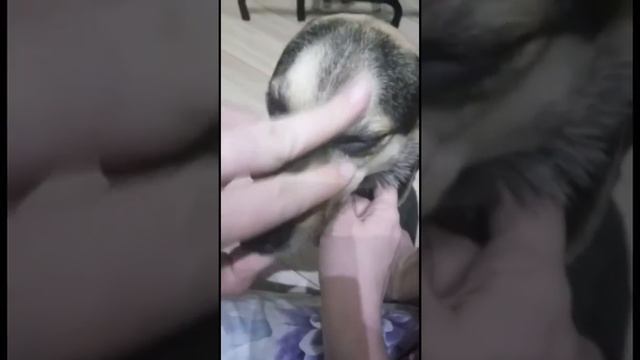 Как правильно давать таблетку собаке.