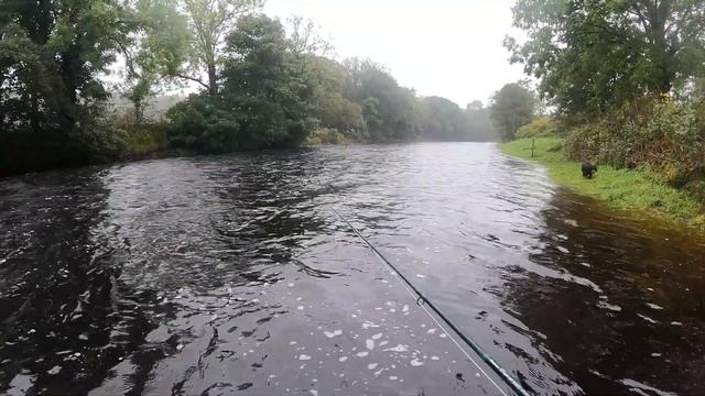 Salmon Fly Fishing | Balnowlart | River Stinchar | October 2023 смотреть онлайн