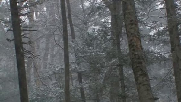 Амурский тигр / Amur tiger