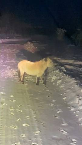 Самые морозостойкие в мире Якутские лошади смотреть онлайн