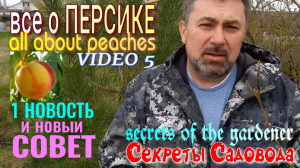 Всё о ПЕРСИКАХ, VIDEO 5. Сажаю Новый Персик. И один совет от «Секреты Садовода».