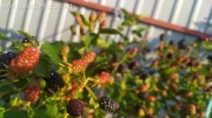 САМЫЙ МОРОЗОСТОЙКИЙ СОРТ ЕЖЕВИКИ. Ежевика Бжезина. Ожина Бжезіна. Blackberry Brzezina.