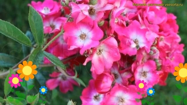 Роза почвопокровная Ред Естудей. Краткий обзор, описание характеристик Red Yesterday смотреть онлайн