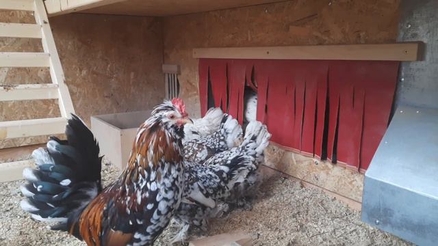 ПОИЛКА и НАСЕСТЫ ДЛЯ АЛТАЙСКОЙ БЕНТАМКИ В КУРЯТНИКЕ ЛЮКС