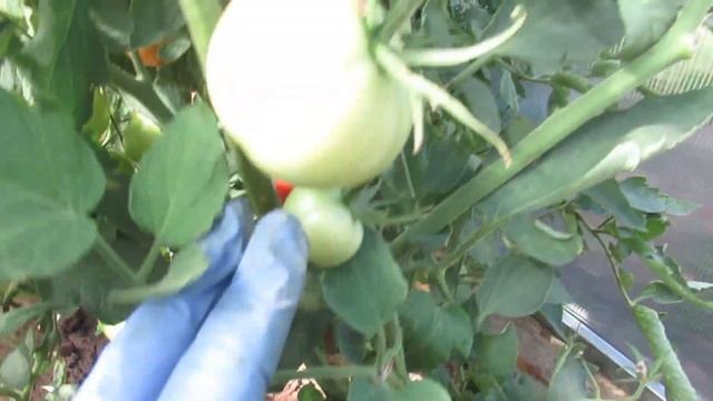 Очень урожайные томаты Юбилейный Тарасенко, Кострома и Благовест для теплиц. Обзор томатов смотреть онлайн