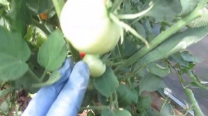 Очень урожайные томаты Юбилейный Тарасенко, Кострома и Благовест для теплиц. Обзор томатов