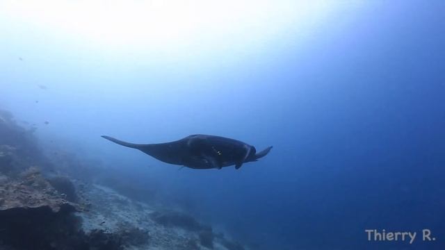 Manta Ray, Manta birostris, Din's Flying Angel, Raja Ampat, Indonesia смотреть онлайн