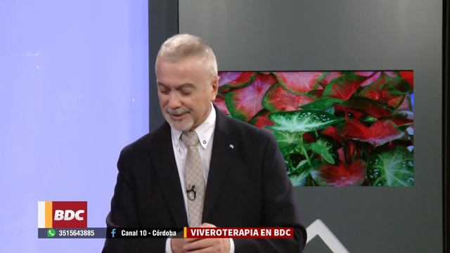 ¿Podemos tener la planta caladio o oreja de elefante en casa? смотреть онлайн