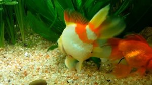Золотые рыбки, замена грунта