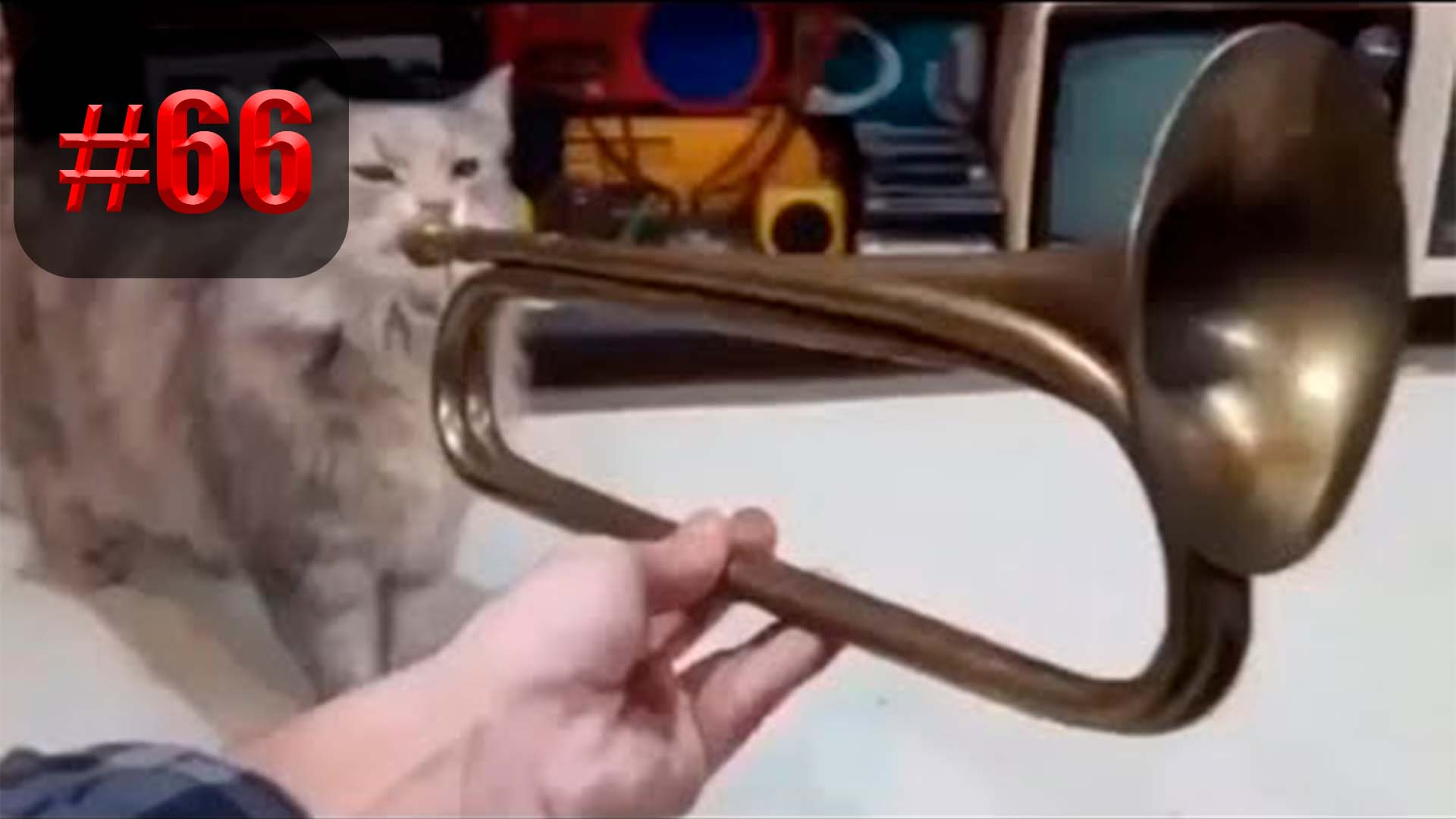 905 секунд Смеха ?? Смешных моментов | приколы лучшие до слез ?? 2022 Смешные коты #66 смотреть онлайн