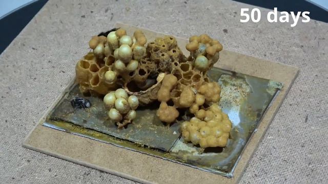 Bumblebee Nest (3D) - Part 9/12 (45, 50, 55 day of rearing. Nest in the nutshell) | POLISH BUMBLEBE смотреть онлайн