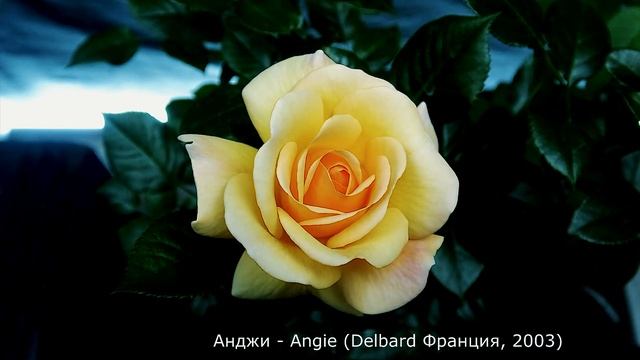 Как распускается роза Анджи (Чайно гибридная) Timelapse Rose 4К. Angie (Delbard 2003) смотреть онлайн