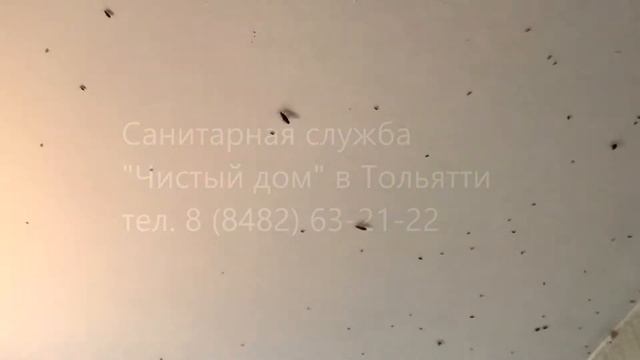 Тараканы жесть в Тольятти смотреть онлайн