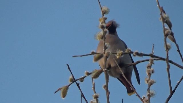 Чем питаются свиристели 3