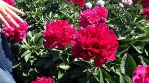 Поздний темно-красный пион OLD FAITHFUL / Сад Ворошиловой