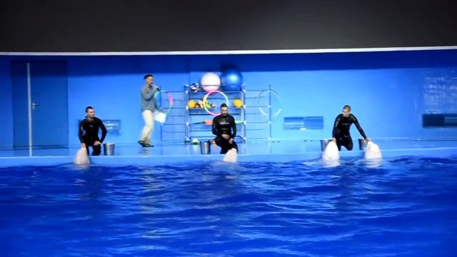 Владивосток. Океанариум. Выступление белух и морских котиков (без моржа) 2017 смотреть онлайн