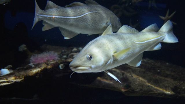 İngiltere, Rusya'nın Kararı Karşısında Alarma Geçti.