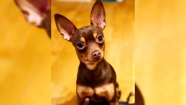 Русский той терьер. Плюсы и минусы, Цена, Как выбрать, Факты, Уход, История