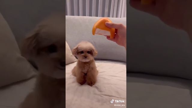 #Dk Happiness Pets #cat #animals #cutedog #dk #dog #pets #cats #elephant смотреть онлайн