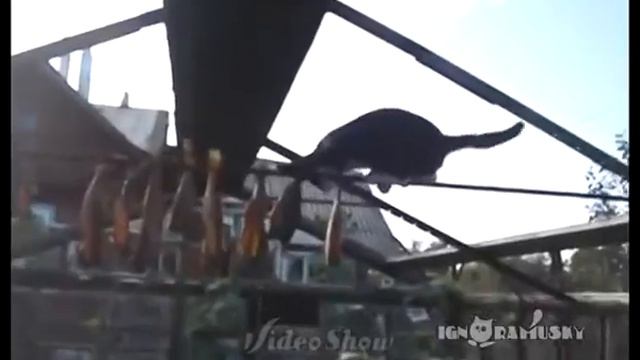 Новая снасть для ловли толстолоба смотреть онлайн