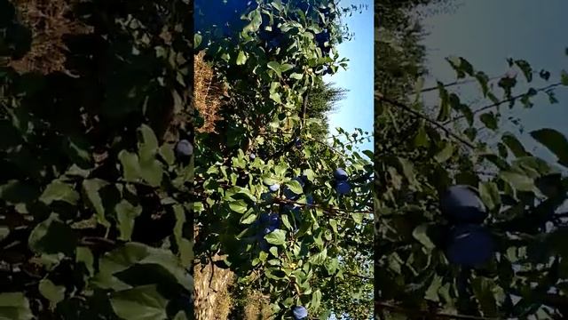 Сорт сливи  Чачакска ліпотіка сад Павлюка