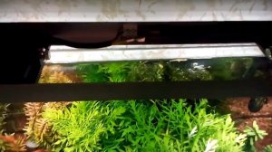 Прожектор в аквариуме. Крепление прожектора над аквариумом