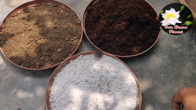 एडेनियम के बीज नर्सरी वालों की तरह कब और कैसे उगाये || How To Grow ADENIUM Plants (Secret Revealed) смотреть онлайн