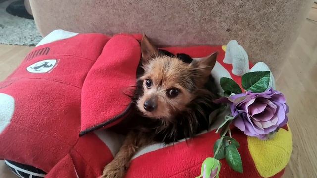 8 марта 2023 г. Всех женщин с праздником весны смотреть онлайн