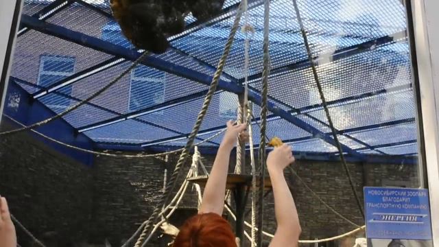 Умный орангутанг смотреть онлайн