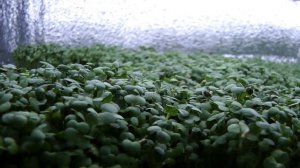 Микрозелень Горчицы. Польза и Выращивание