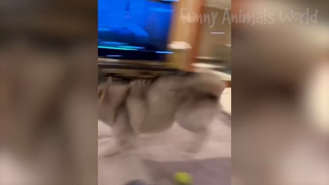 Funny Animal Videos 2023  - Funniest Dogs And Cats Videos  #16