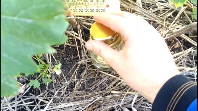 Вызревание виноградной лозы под плёнкой, ускоряем вызревание саженцев винограда смотреть онлайн