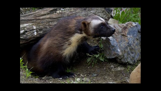 Удивительные соседи. Росомаха смотреть онлайн