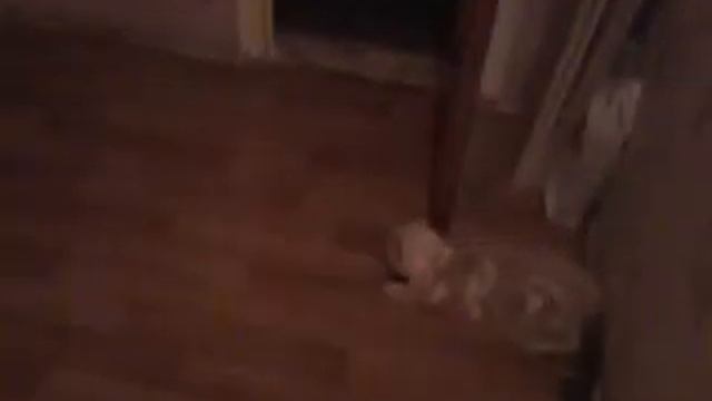 Бегемот играет с мячиком смотреть онлайн