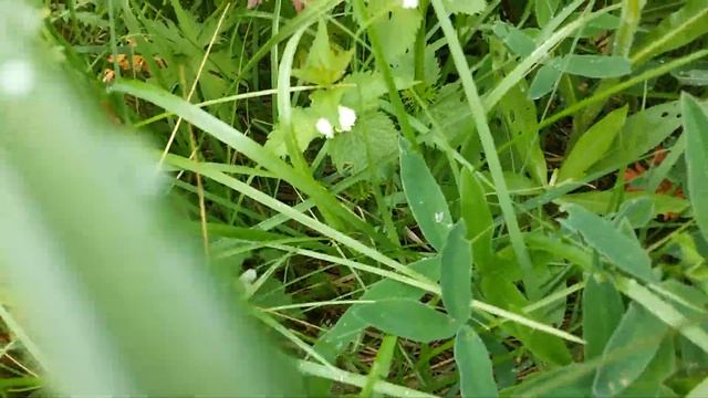 Черная смородина укоренение черенков.Яблоня из семечка как вырастить.Укоренение черенков смотреть онлайн