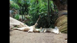 Тенерифе Испания Канарские острова