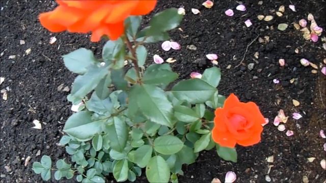 ИТОГИ ВИСОКОСНОГО ГОДА смотреть онлайн